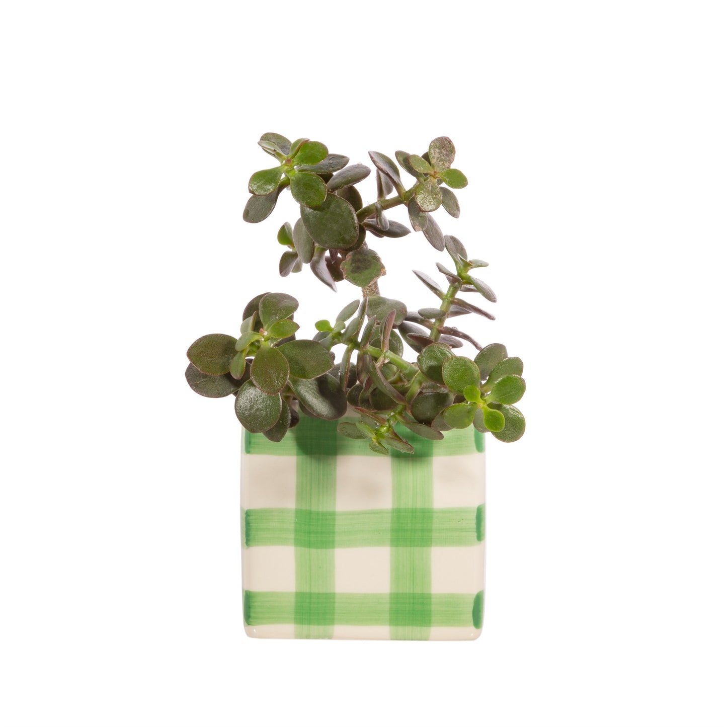 Sass &amp; Belle - Green Gingham Square Planter